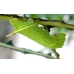 Poplar Hawk Laothoe populi  pupae